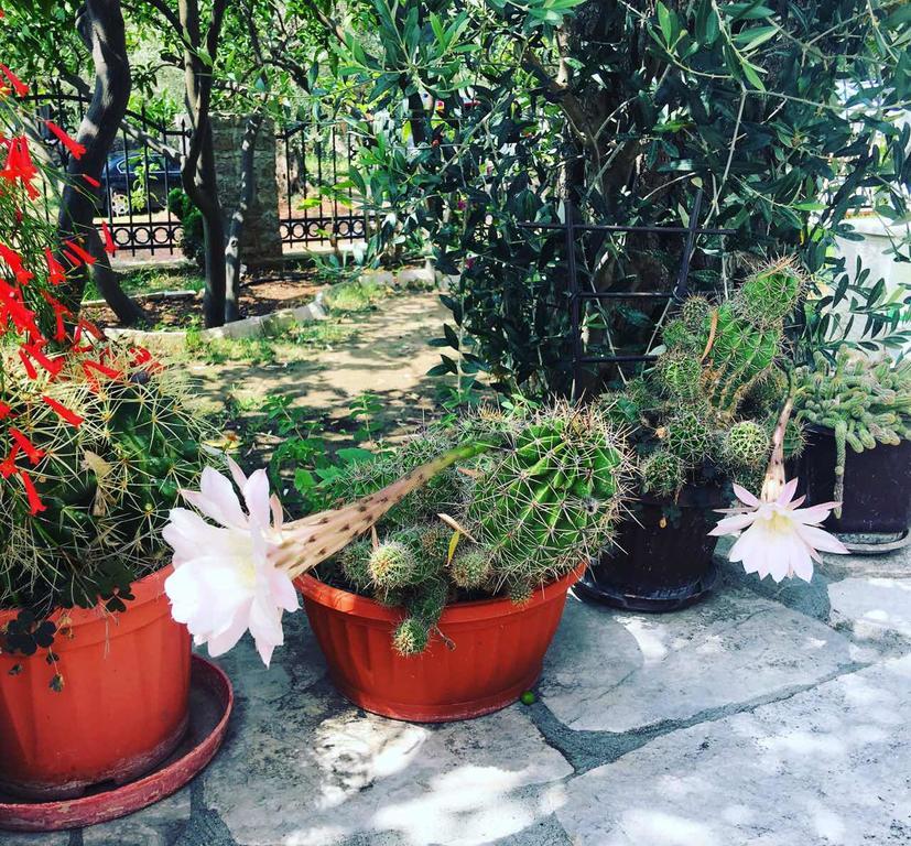 Apartment Medin Danilo